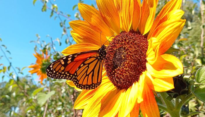 Organic Vege Gardening Education Session