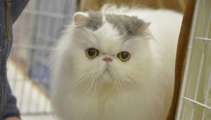 Cats of the World Show